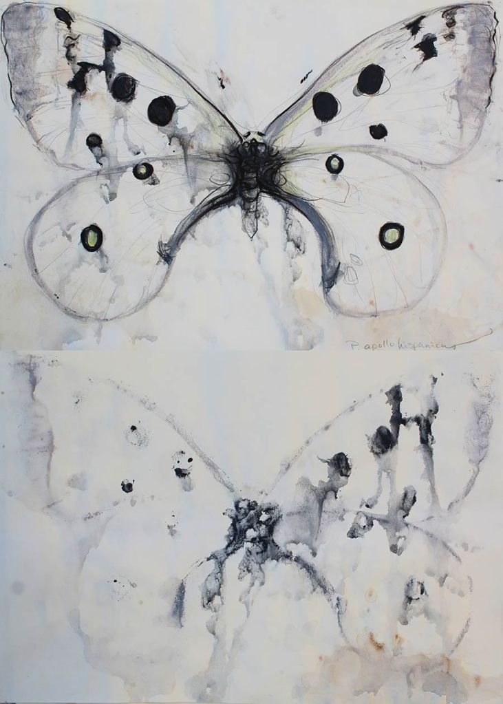 Lee Lee - endemic butterflies to la Huerta, Spain: Apollo hispanicus watercolor created at AADK in Blanca