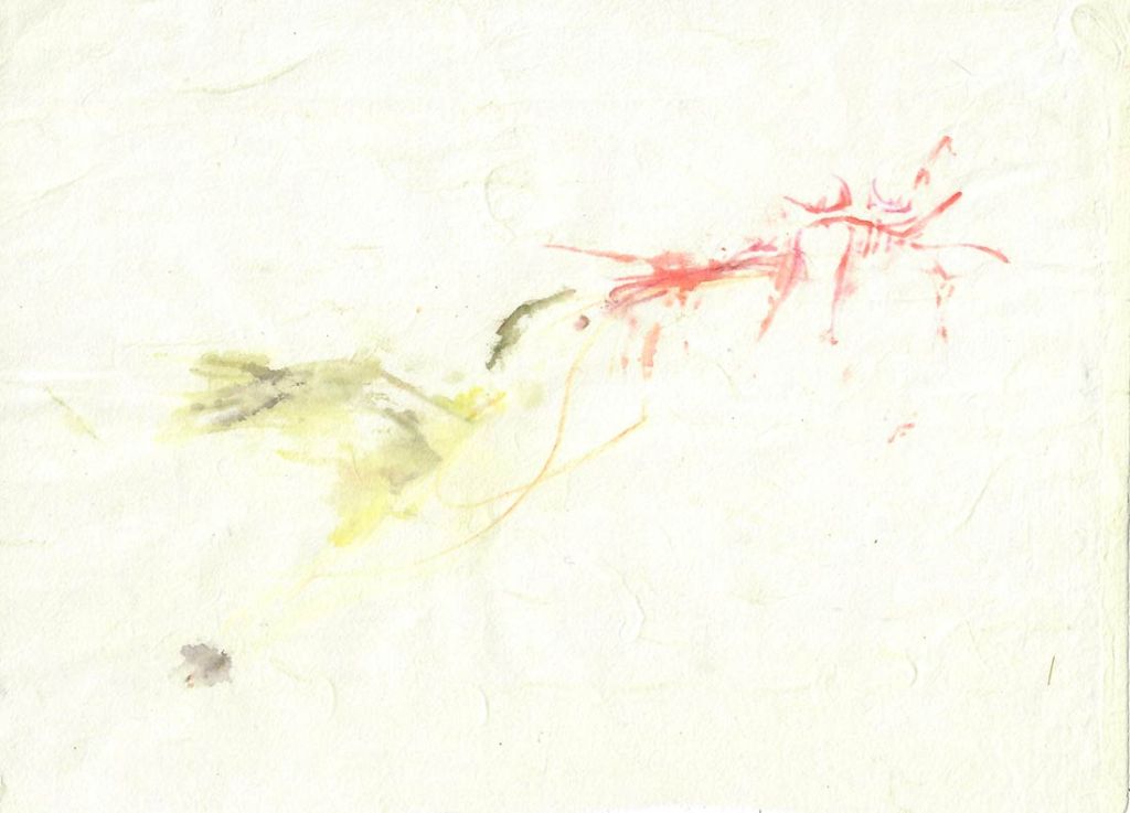 Lee Lee - Archilochus coubris with Monarda (ghost)
Watercolor
creative commons