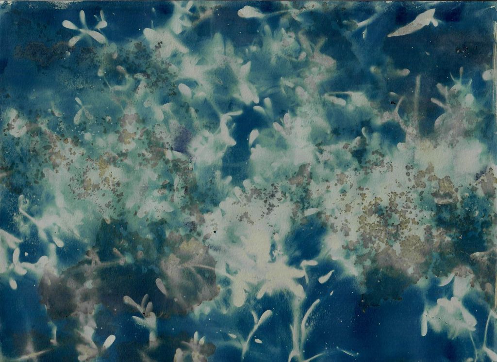 Lee Lee - Purslane - Acequias - 2024 TAOS distillery
Cyanotype over tea stained ecoprint created in 2023 at AADK in Spain
Considered a weed by many in the west, purslane is actually an important crop, ground cover and weed suppressant in Morocco. It is grown as a nourishing vegetable around corn in the Acequia-fed fields in the Zarka Valley.